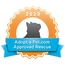 Adopt A Pet Cat Rescue