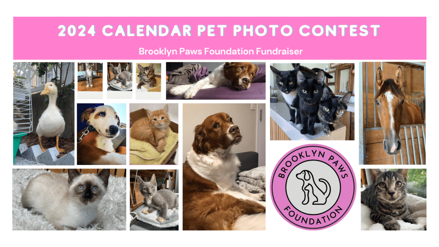 First Annual Photo Calendar 2024 Contest Brooklyn Paws Foundation